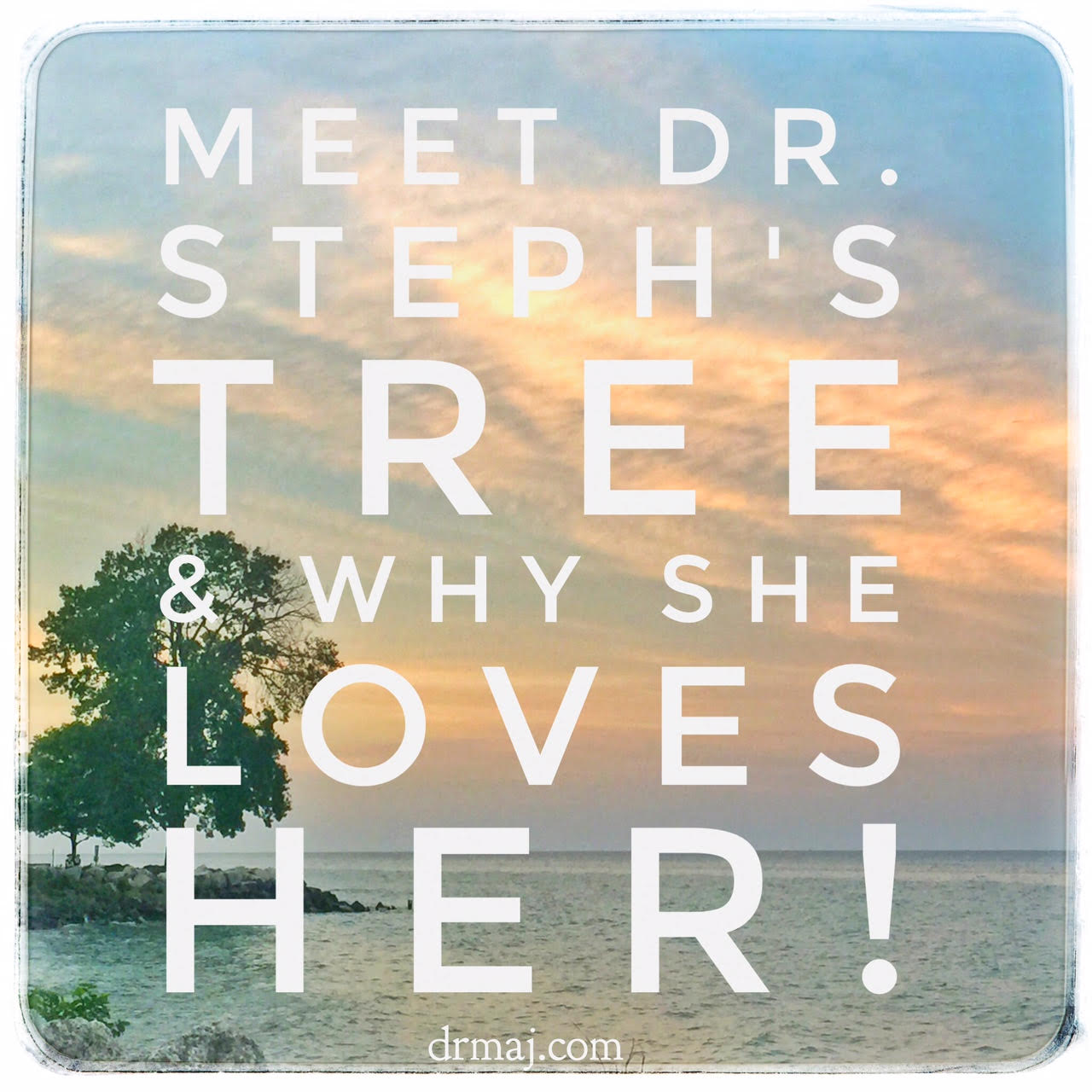 Dr-Stephs-Tree